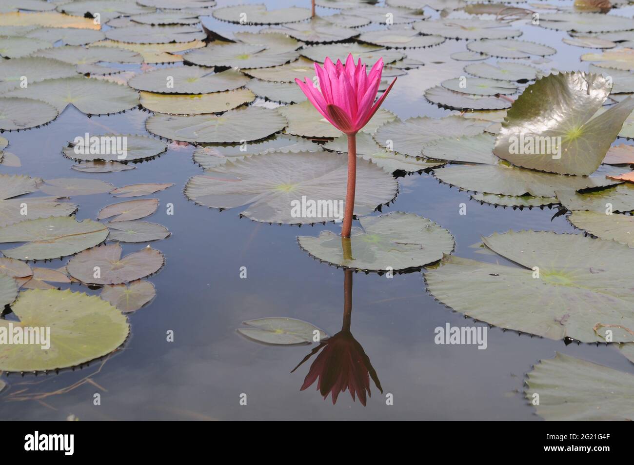 Rosa fior d'acqua di loto Ninfea nelumbo fiore e foglie verdi in laghetto di loto Foto Stock