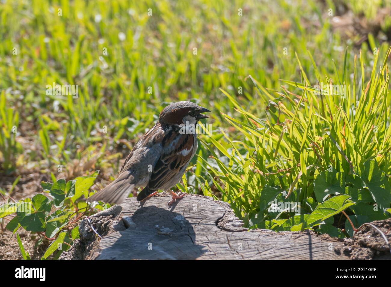 passerotto in piedi visto da vicino cantare tra l'erba cantare retroilluminata con luce solare Foto Stock