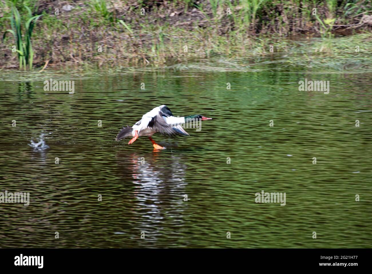 Una femmina comune anatra di merganser, Mergus merganser, che corre sull'acqua prendendo il volo su un fiume nelle montagne di Adirondack, NY USA Foto Stock