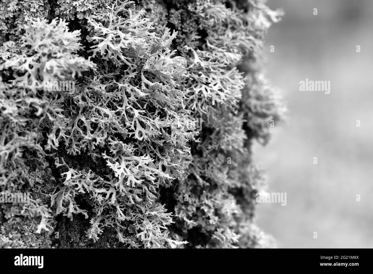 Evernia prunastri lichen grigio su un tronco di albero Foto Stock