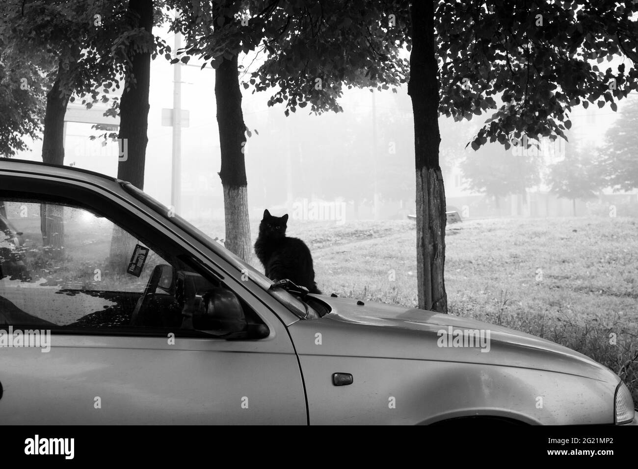 Gatto nero su un cofano auto su una nebbia precoce mattina Foto Stock