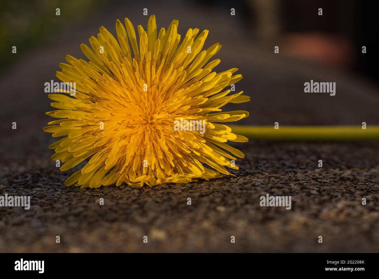 dente di leone giallo su sfondo marrone Foto Stock