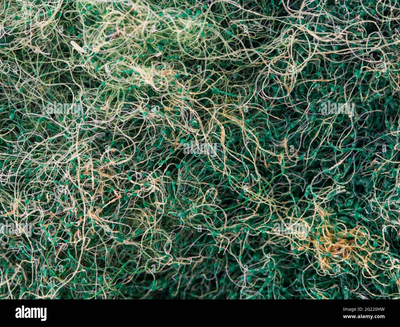 macroview di spugna verde per lavastoviglie Foto Stock