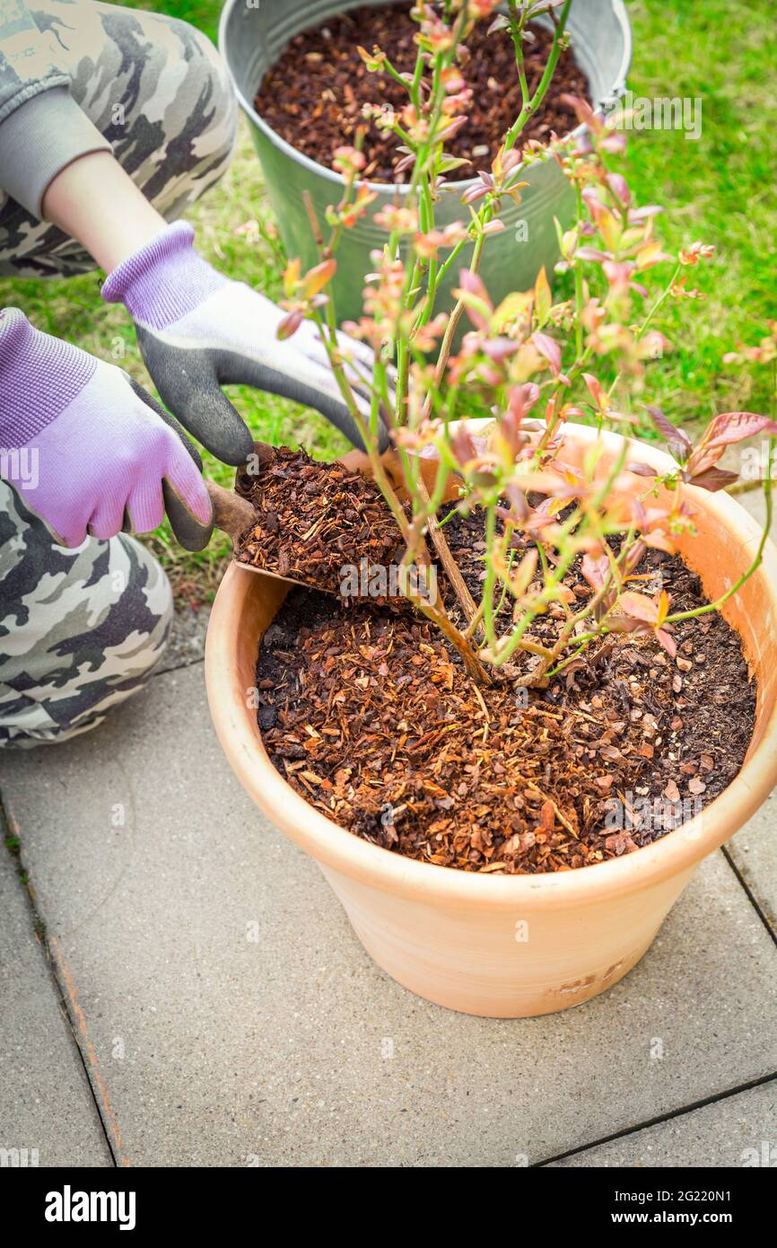 Giardino e giardinaggio - Mulching piante in vaso con corteccia di pino  contro le erbacce Foto stock - Alamy