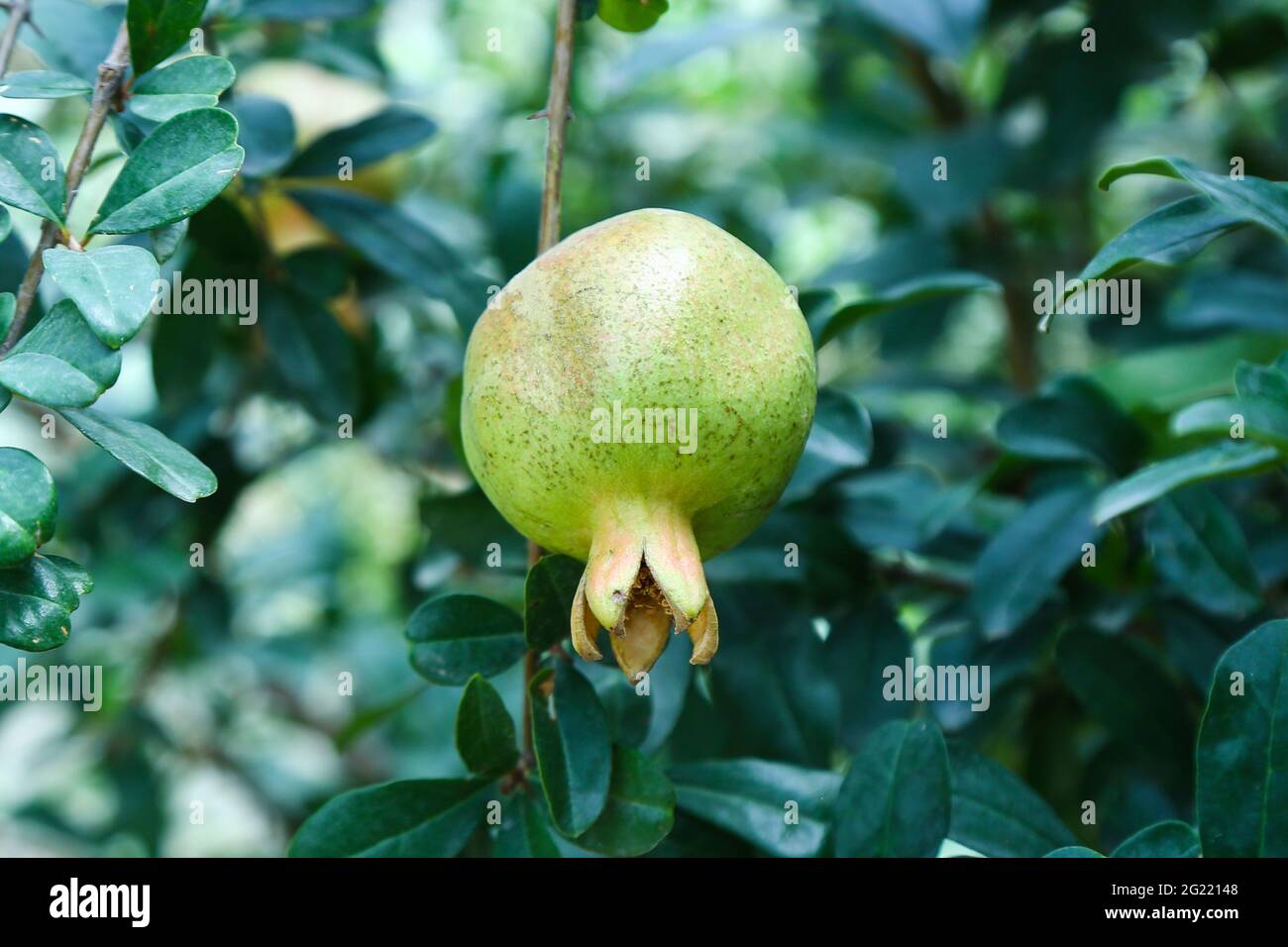 Il verde melograno Foto Stock