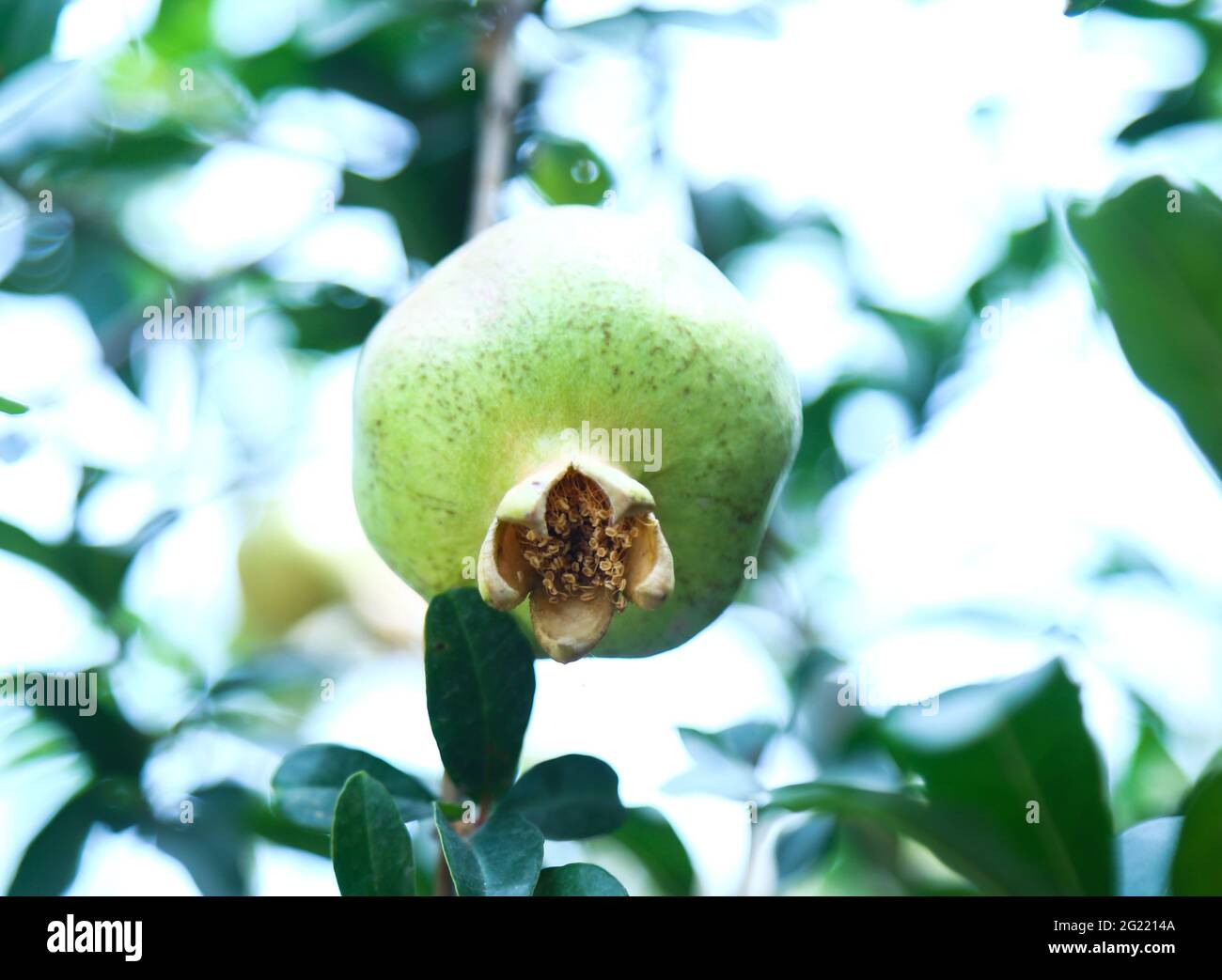 Il verde melograno Foto Stock