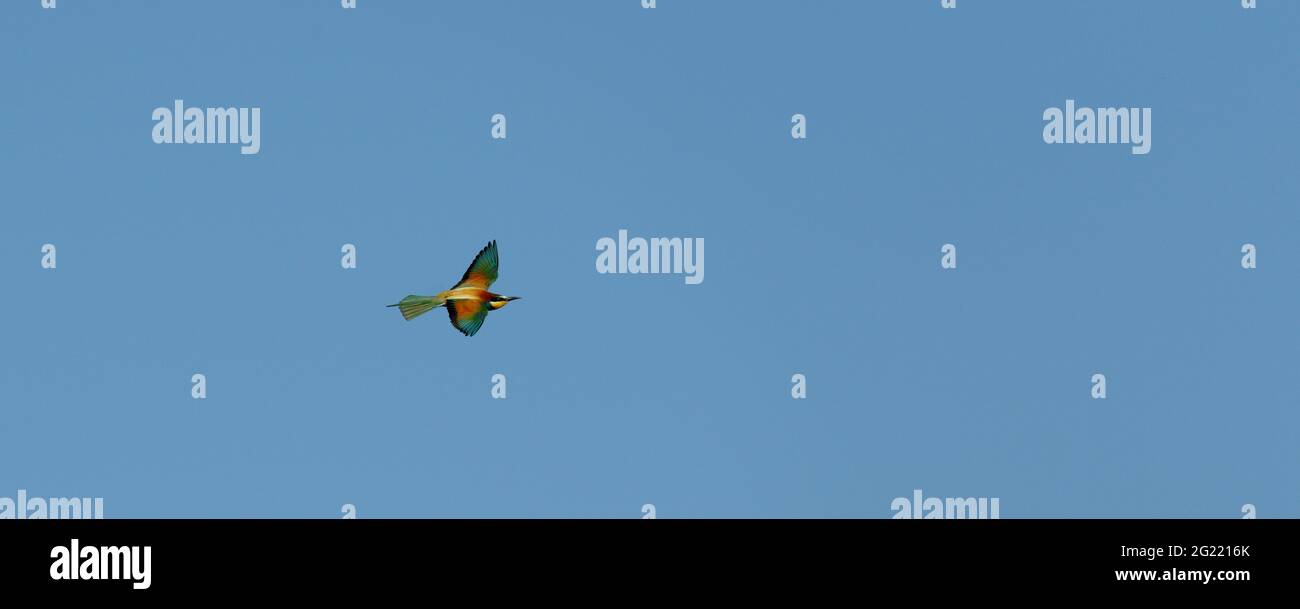 Primo piano di uccello colorato Foto Stock