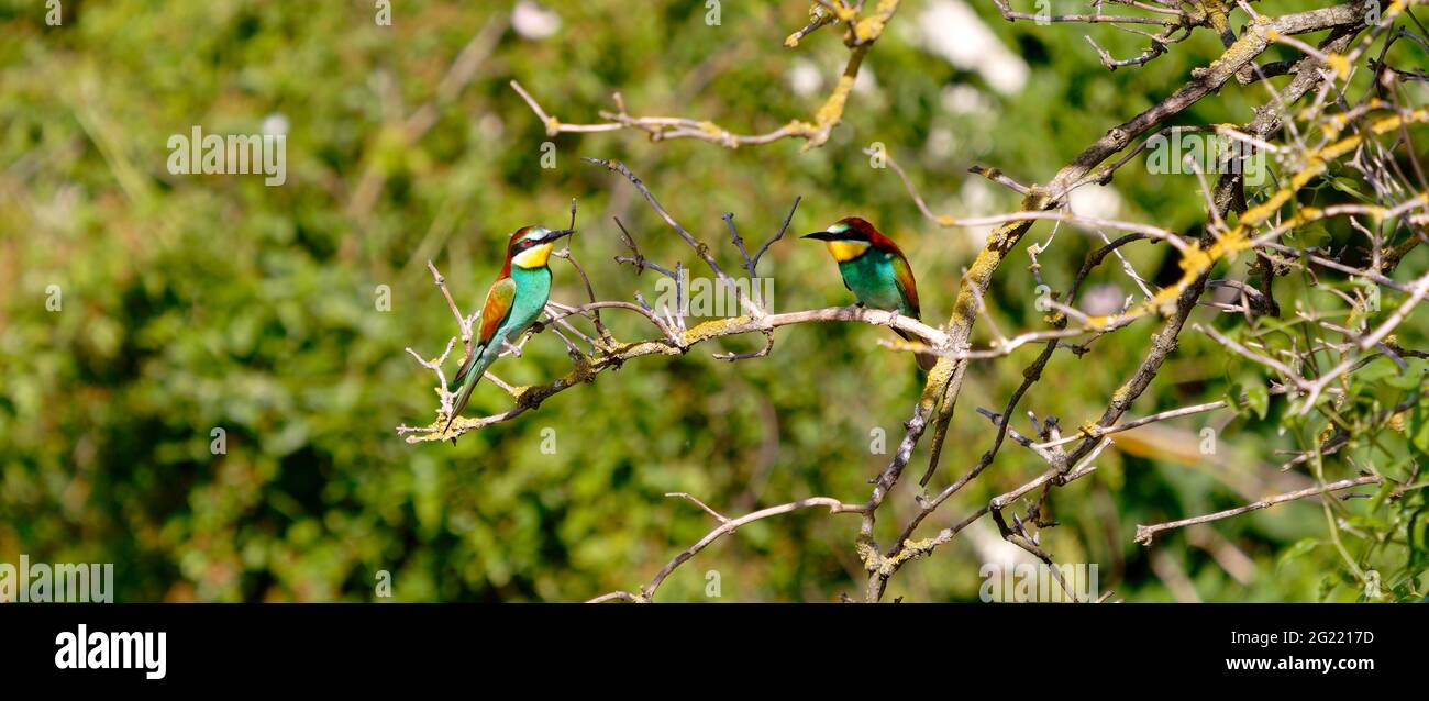 Primo piano di uccello colorato Foto Stock