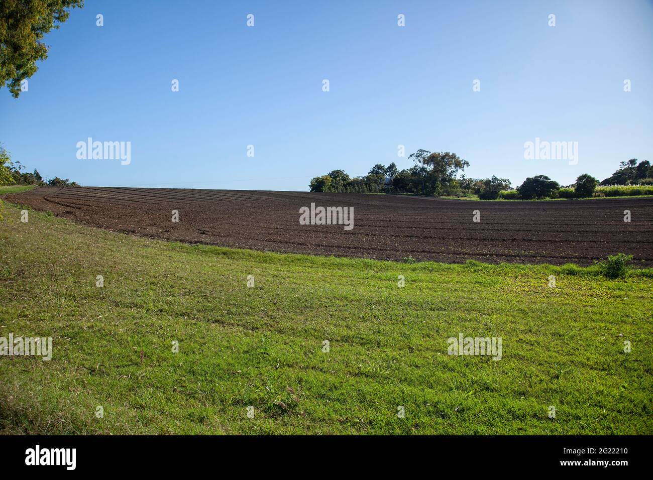 Un campo fresco arato pronto a piantare canna da zucchero nel tropicale Queensland del Nord. Foto Stock