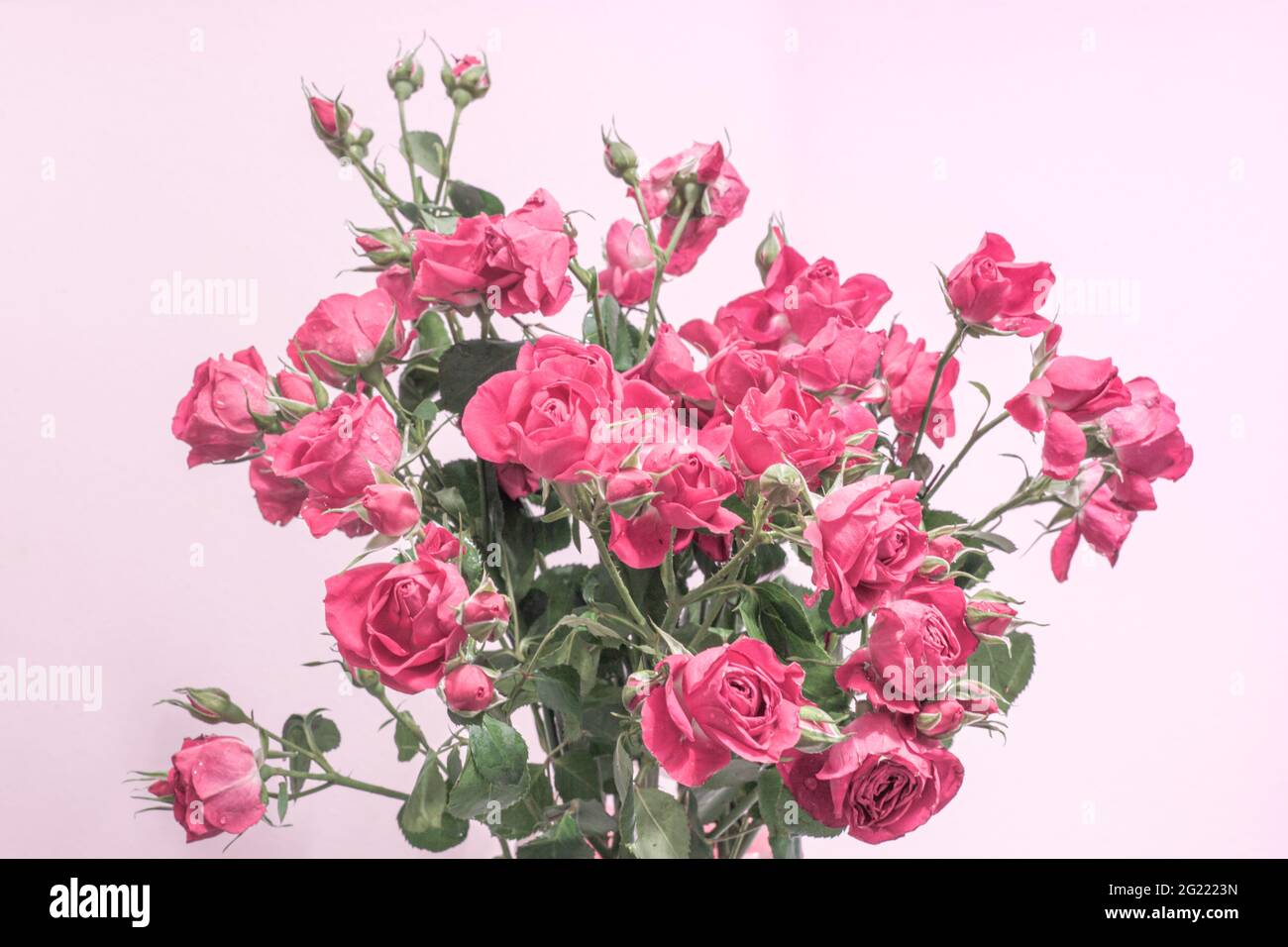un bouquet di rose rosa pastello su uno sfondo chiaro, un modello per cartoline, tessuti, sfondi Foto Stock