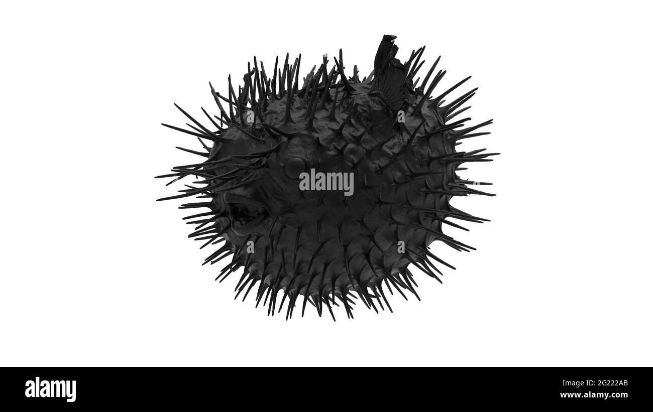 rendering 3d di un pesce più soffiato isolato su uno sfondo bianco vuoto Foto Stock