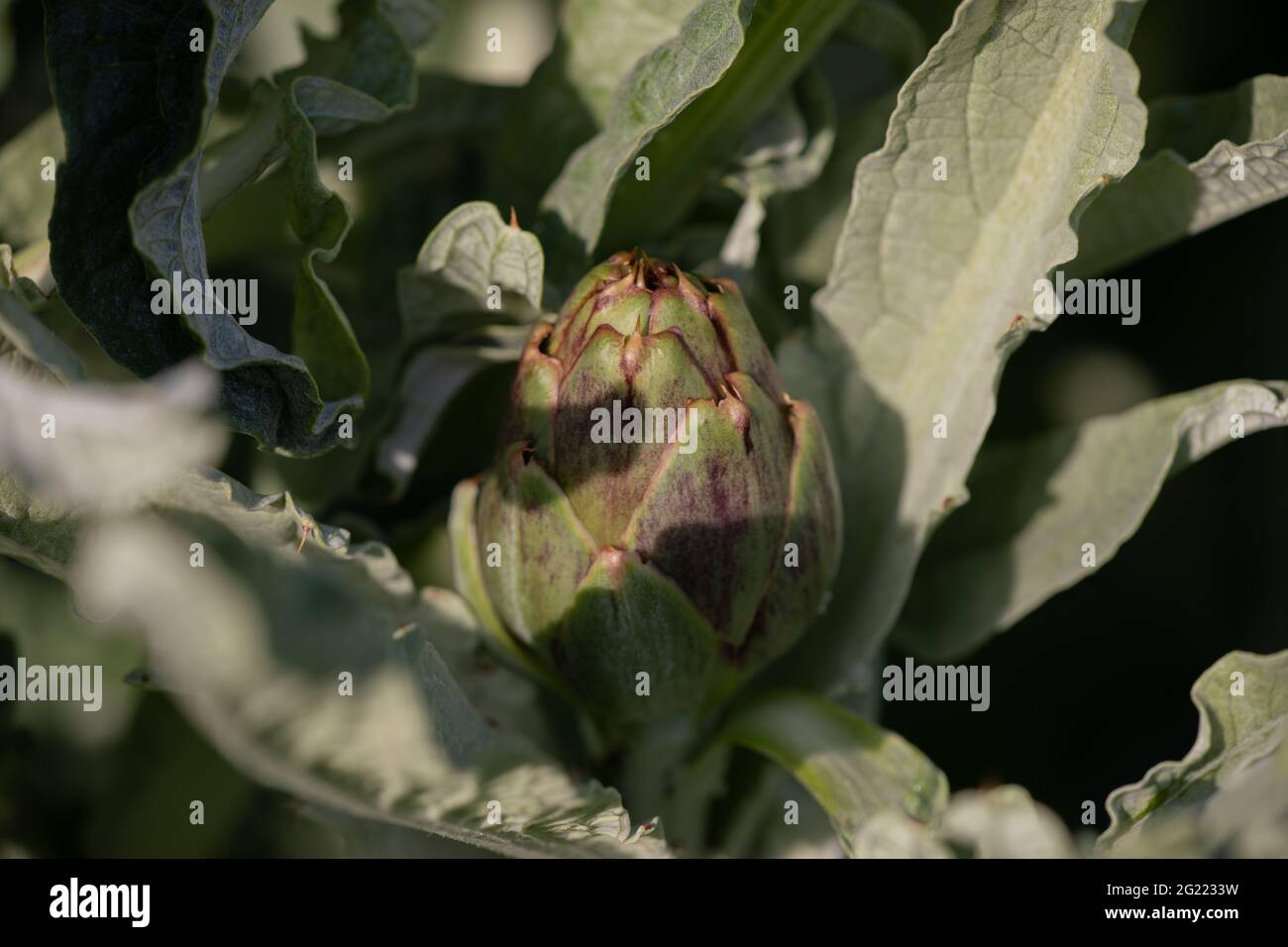 Carciofo viola Globe Romanesco Foto Stock