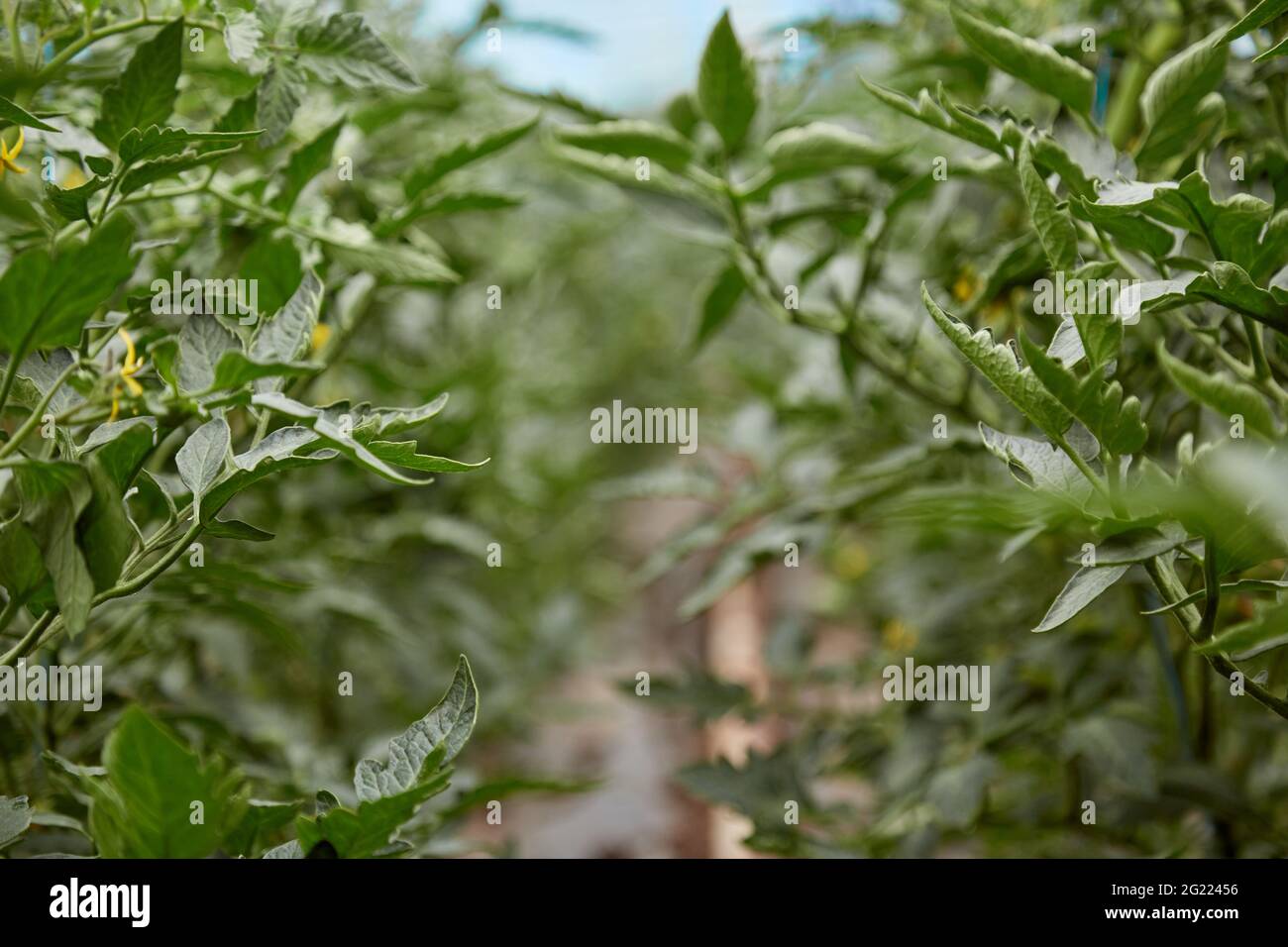 Giovane pianta di pomodoro coltivata in serra. Concetto di piante di casa di primavera. Spazio di copia Foto Stock