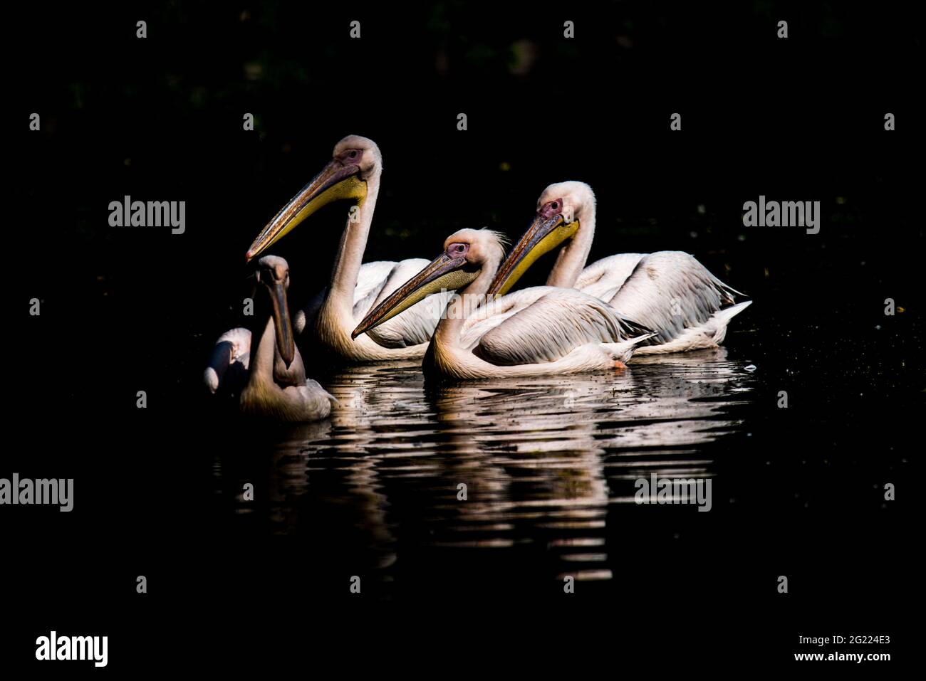 Gruppo di grandi uccelli Pelicani bianchi che nuotano in acqua paludosa in un santuario della fauna selvatica in India. Foto Stock