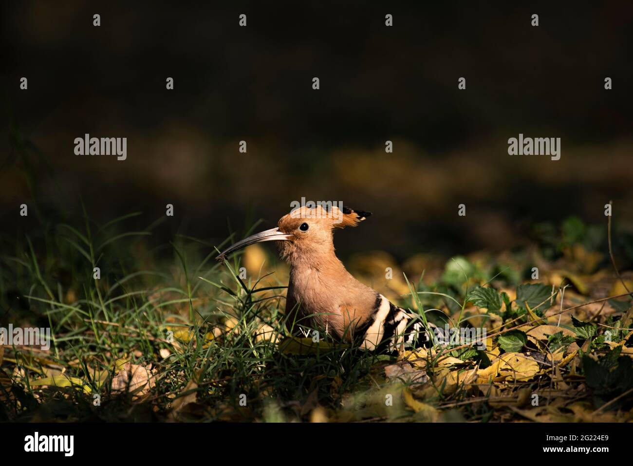 Vista laterale dettagliata e ravvicinata di un uccello di hoopoe selvatico (Upupa epos) isolato all'aperto, vicino a praterie aperte Foto Stock