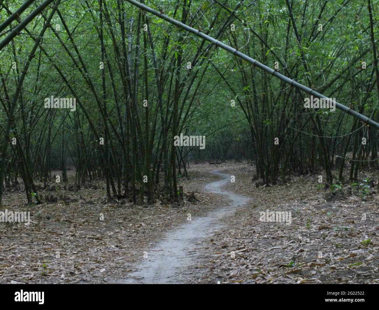 Percorso in Bamboo (disambiguazione) foresta, villaggio rurale dell'India Foto Stock