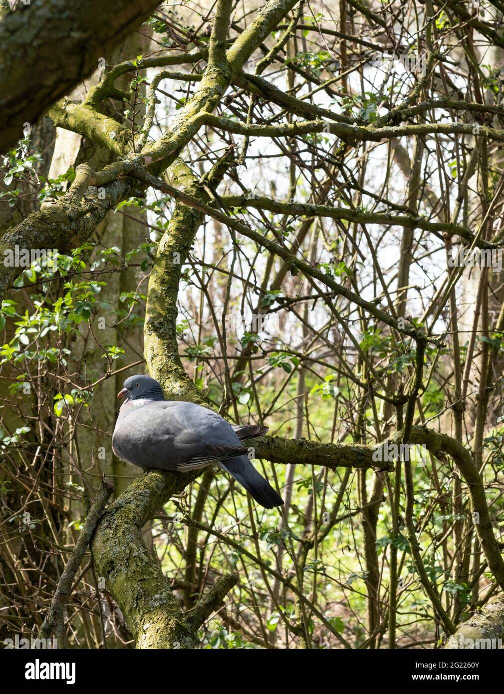 Pigeon di legno comune, Columba Palumbus, seduto su un ramo di albero nel bosco del Regno Unito. Foto Stock