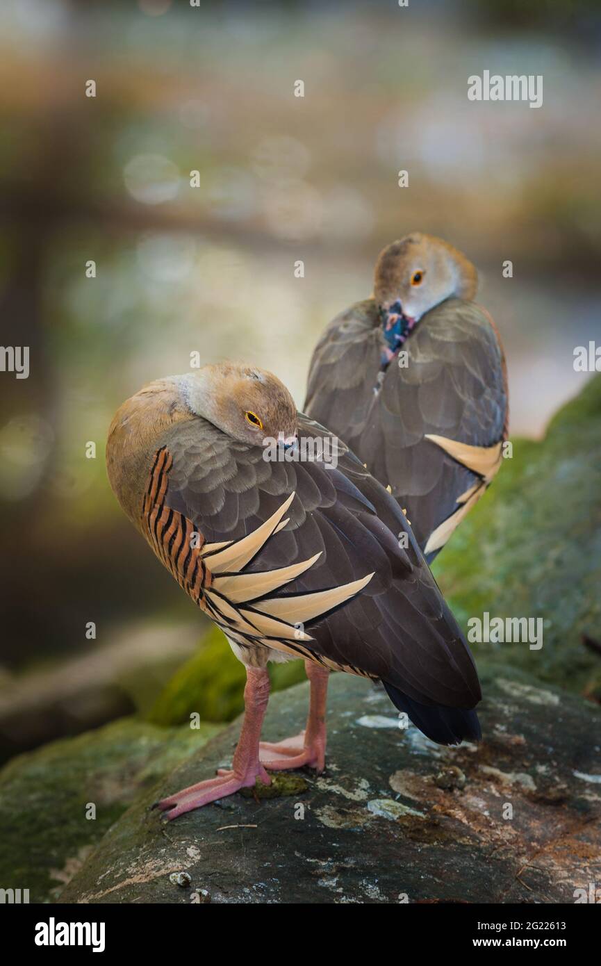 Un paio di rilassanti anatre fischianti piombate arroccate su rocce accanto a un buco d'acqua in una riserva naturale di Port Douglas a Queensland, Australia. Foto Stock