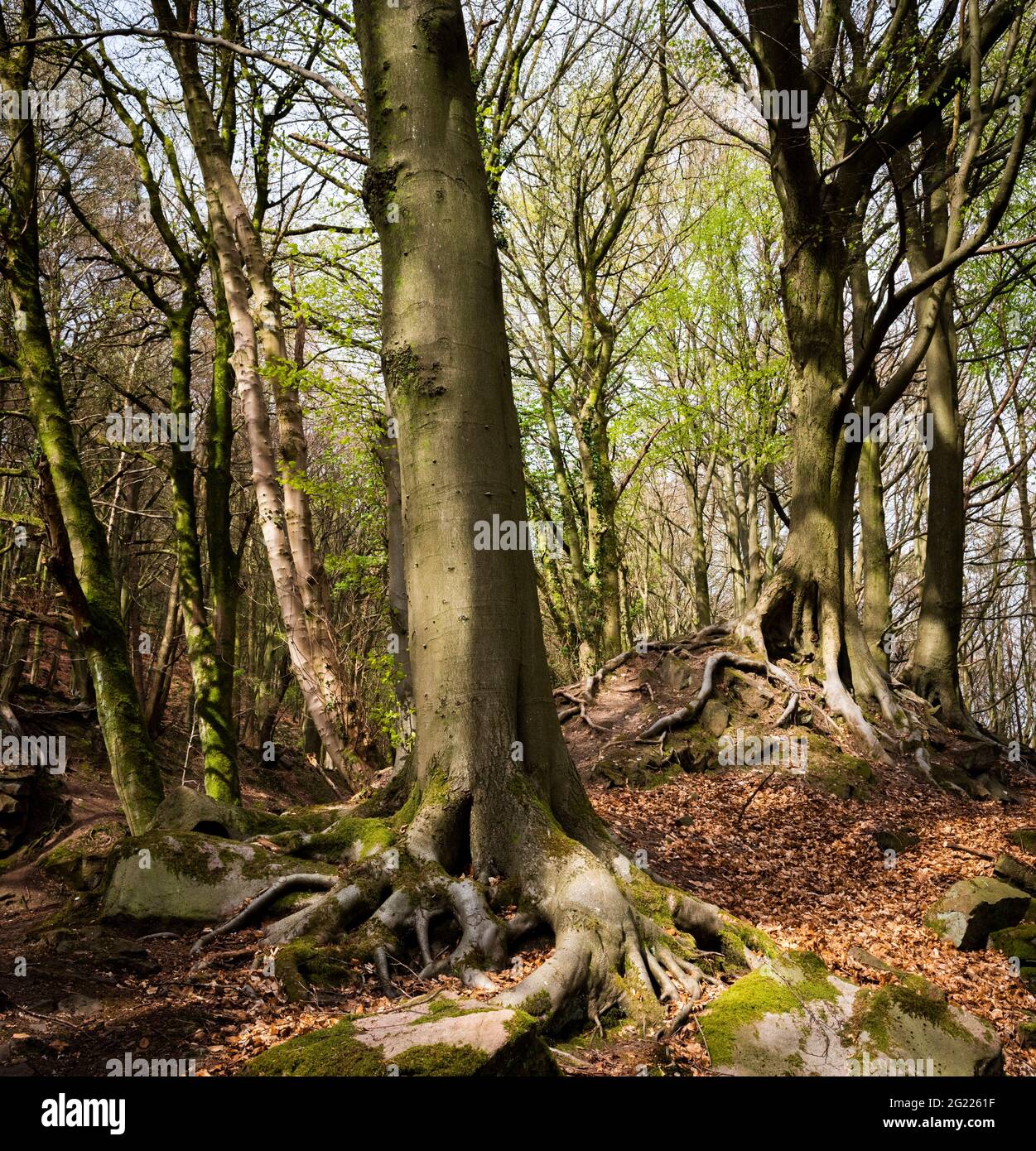 Pascolo di pecora incline 'il Dingle'. Bosco con alberi con radici aeree dell'albero. Derbyshire Peak District, Inghilterra, Regno Unito Foto Stock
