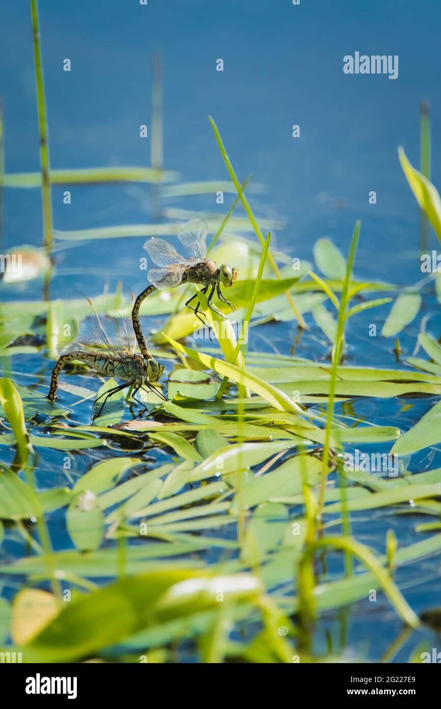 Un accoppiamento di dragonflies dell'imperatore che riposano su un letto delle canne in una laguna sul comune di Townsville in Queensland, Australia. Foto Stock