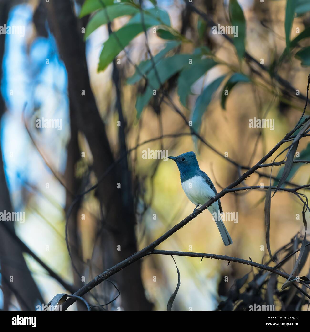 Un solo maschio, Leaden Flycatcher appollaiato su un albero di scansione per la preda sul comune di Townsville, Townsville, Queensland del Nord, Australia. Foto Stock