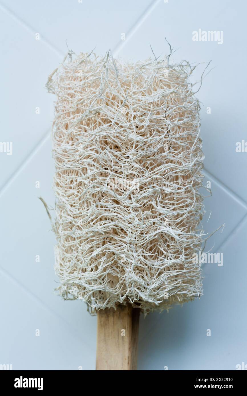 Spazzola posteriore a manico lungo Loofah su terra bianca Foto Stock