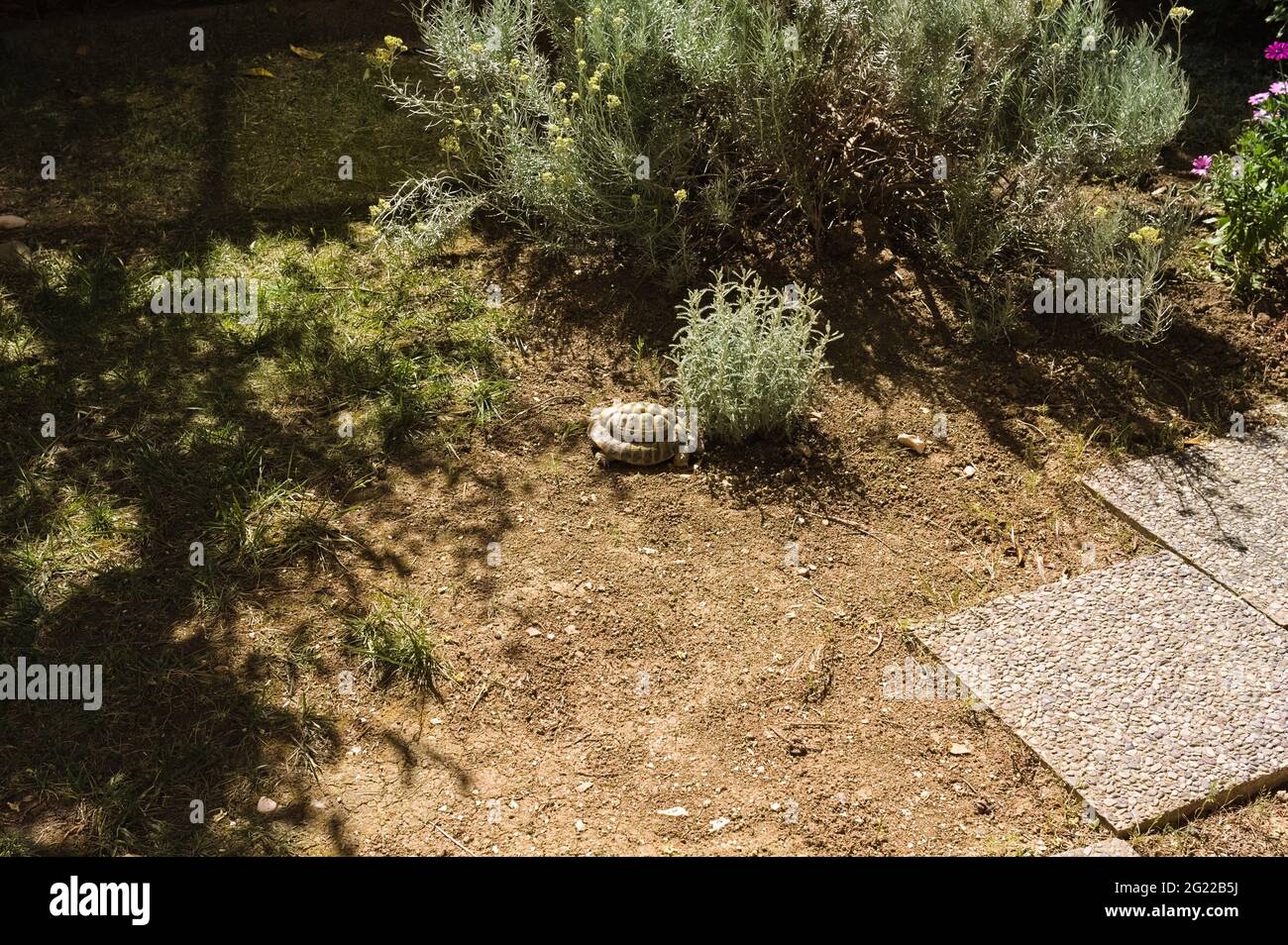 Una tartaruga di terra sta camminando nel cortile vicino ad alcune piante (Marche, Italia, Europa) Foto Stock