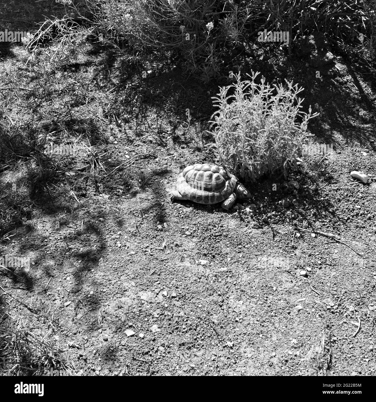 Una tartaruga di terra sta camminando nel cortile vicino ad alcune piante (Marche, Italia, Europa) Foto Stock