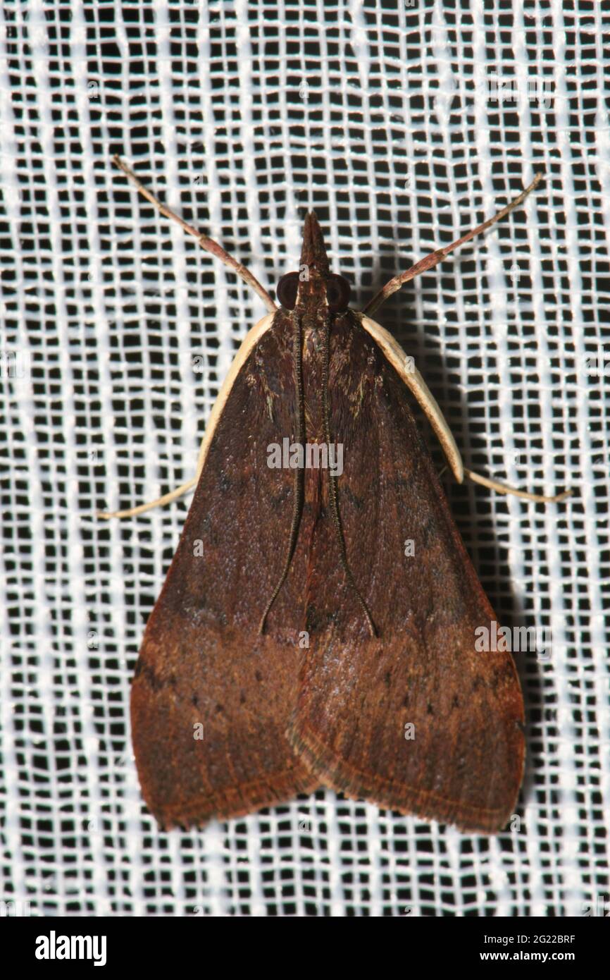 Albero di Lucerna Moth su foglio. Foto Stock