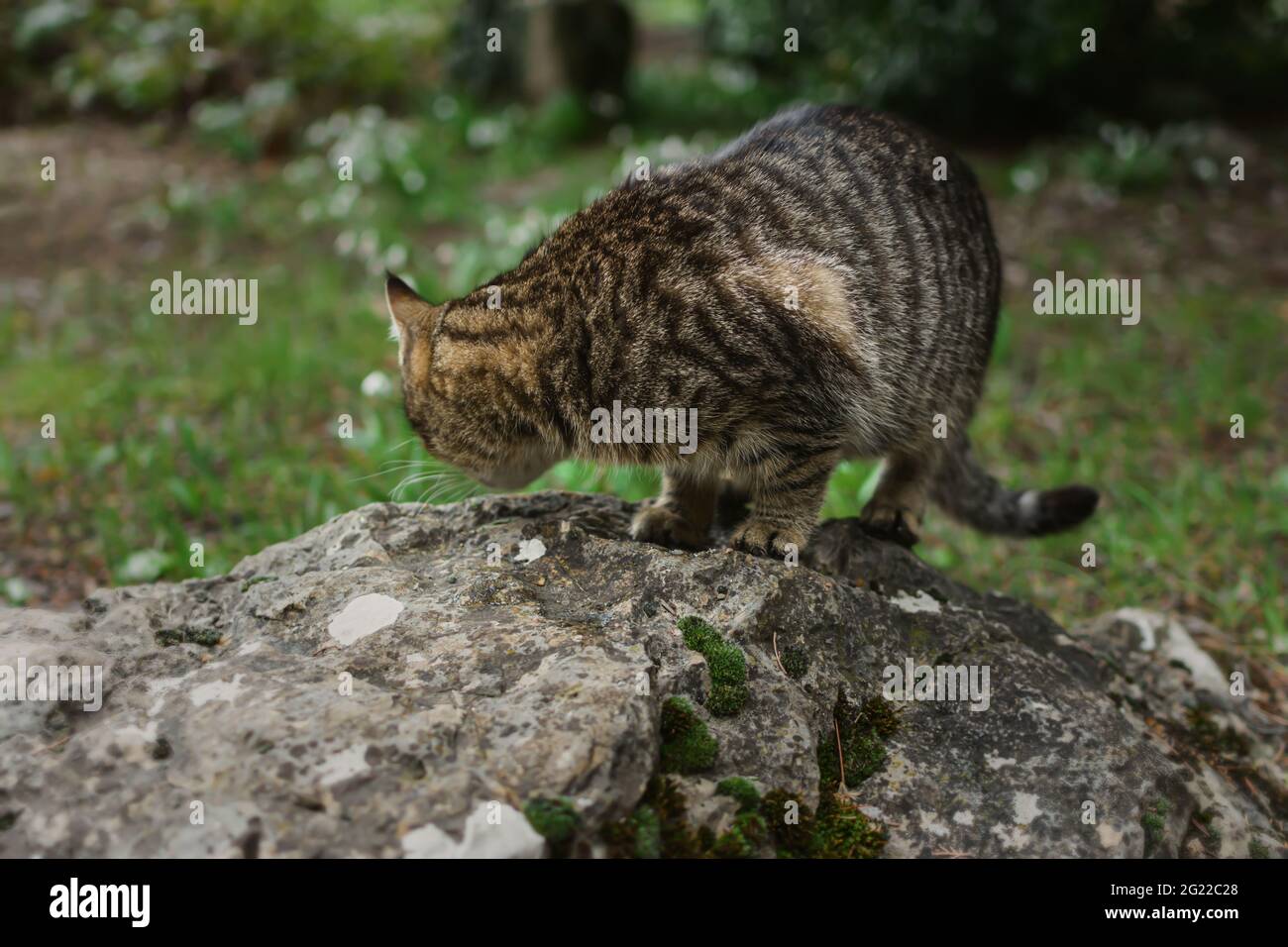Un gatto tabby grigio senza casa mangia cibo su una roccia nel parco. Aiutare e dare da mangiare agli animali selvatici. Il concetto di premuroso e premuroso, mostrando gentilezza, pietà. Un hun Foto Stock