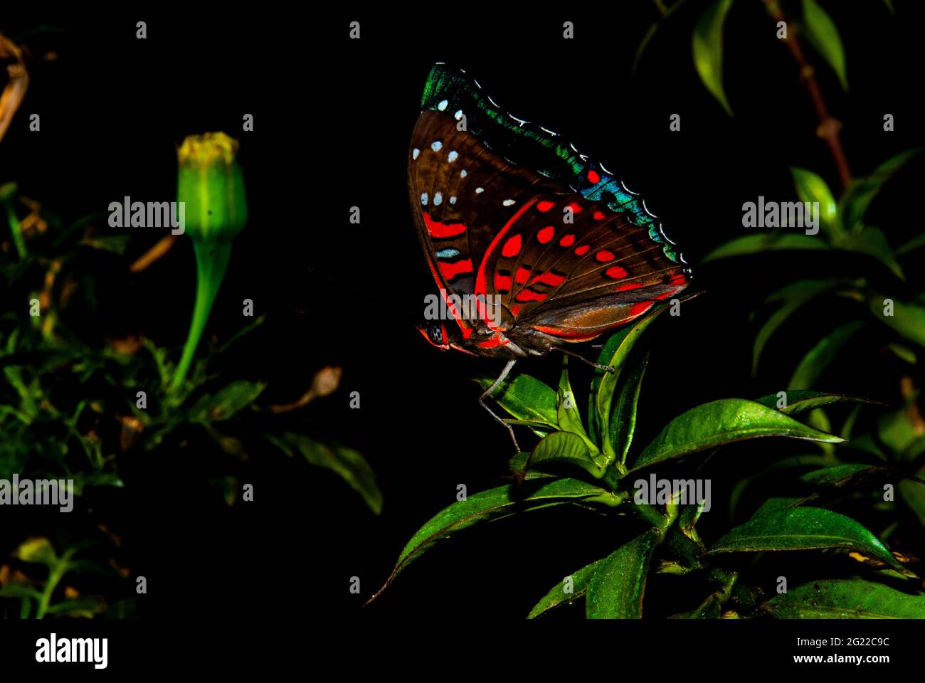 Farfalla Pioppo Admiral (Limenitis populi) closeup. Ali marrone scuro, macchie bianche, rosso e blu bordatura - rare specie in pericolo, bisogno di protezione. Foto Stock