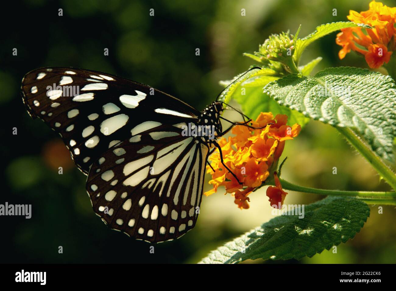 Bangalore, Karnataka, India. Foto Stock