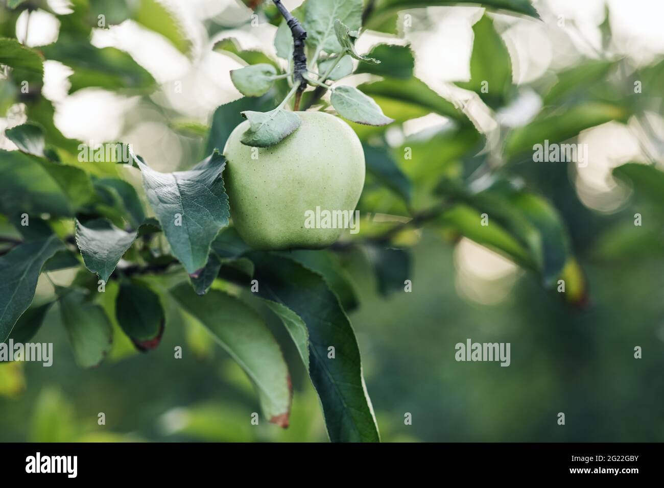 Coltivando la frutta ecologica in giardino e raccolto. Natura, agricoltura ecologica in estate, business Foto Stock