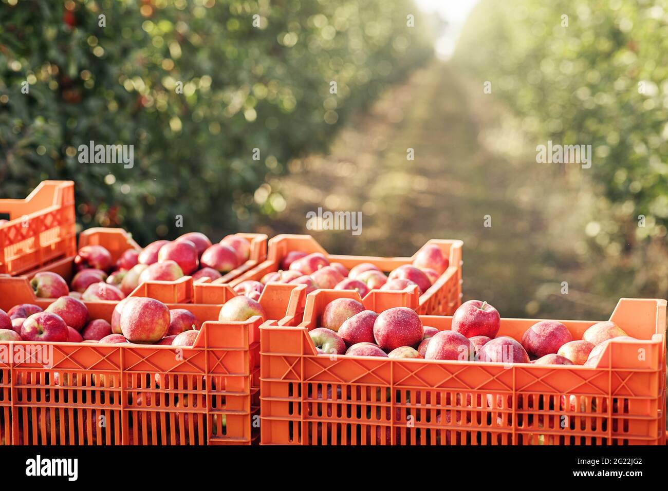 Fattoria di mele, raccolto in frutteto. Business biologico, lavoro in giardino e industria di successo Foto Stock