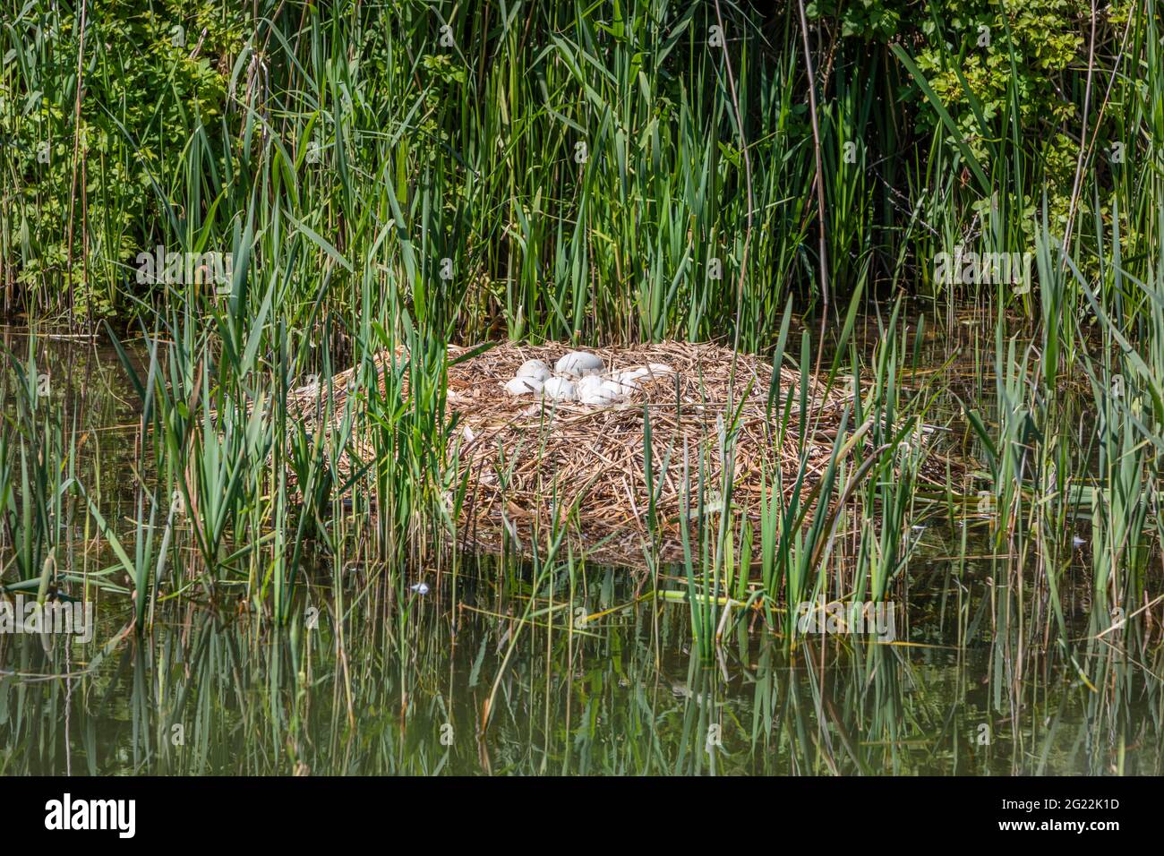 Un nido di cigni abbandonato con nove uova in esso. Foto Stock