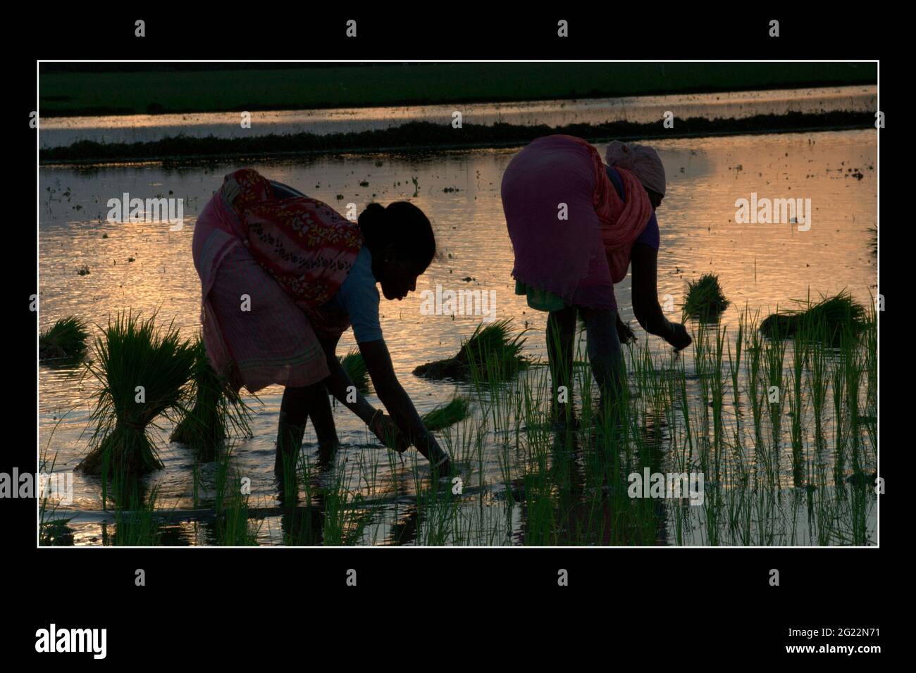 Gli abitanti locali lavorano in un campo di risaie usando metodi tradizionali per raccogliere il raccolto di riso in campi in campagna lussureggiante, Bengala Occidentale, India Foto Stock