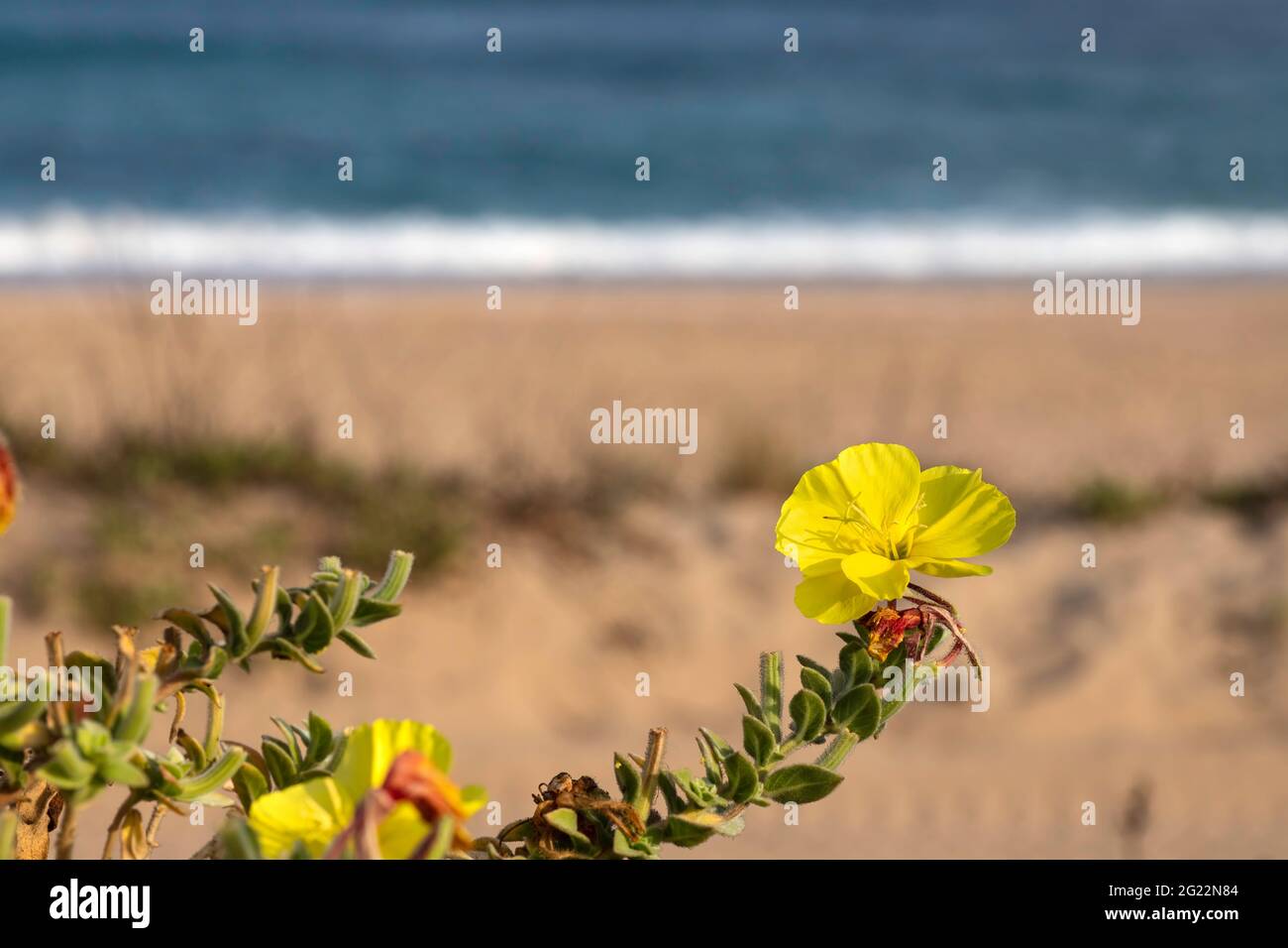 Fiori gialli Spiaggia serata Primrose closeup sullo sfondo del mare Foto Stock