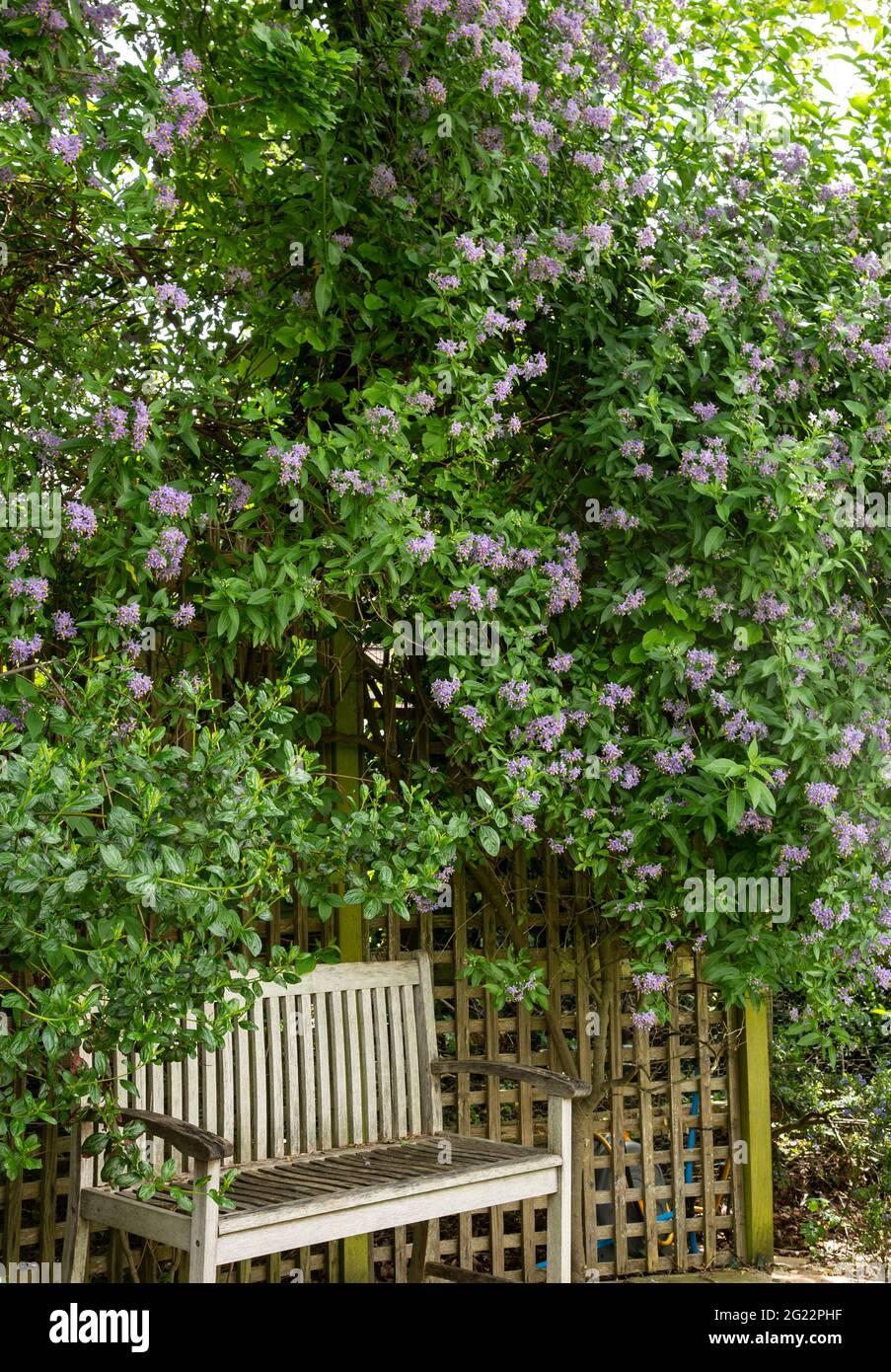 Solanum crispo Glasnevin che cresce su un trellis sopra una panca del giardino Foto Stock
