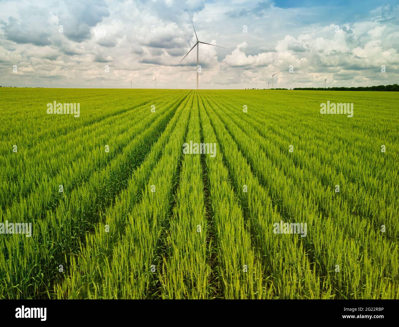 Turbine eoliche sul campo di grano verde. Simbolo di energia rinnovabile verde Foto Stock