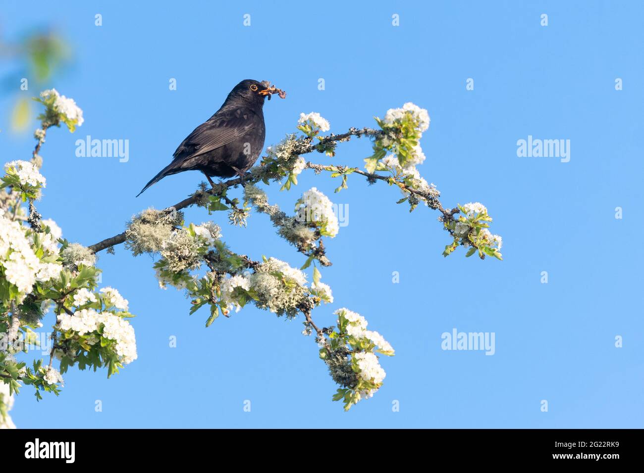 Uccello nero maschile (turdus merula) in primavera arroccato sulla cima del biancospino albero con becco pieno di vermi grub e insetti per i giovani - Scozia, Regno Unito Foto Stock