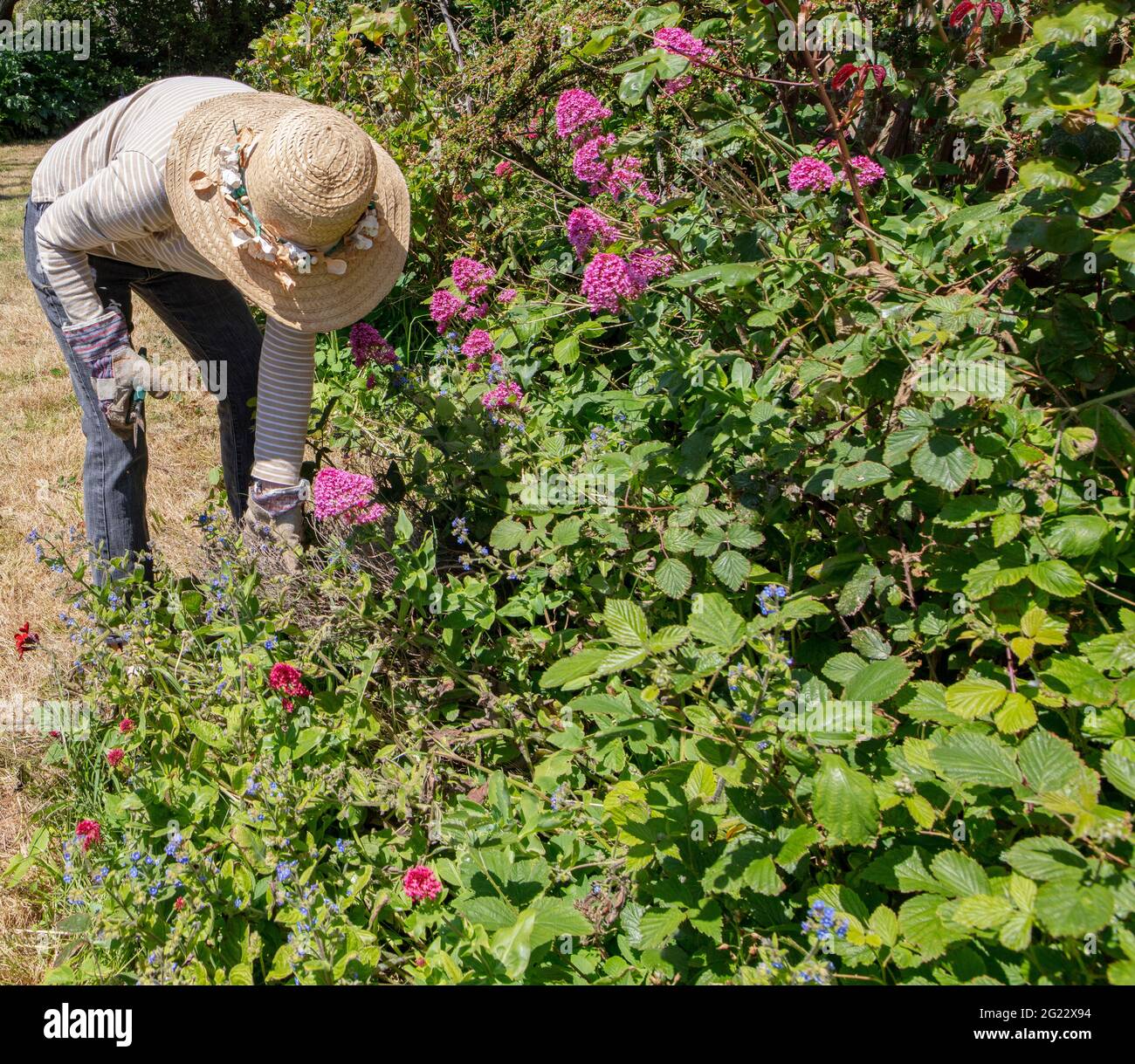 Donna nel cappello di sole di paglia su una giornata di sole che fa giardinaggio, schiarendo erbacce e potando in un giardino di città ben tenuto ordinato; borsa di tela per erbacce e rifiuti Foto Stock