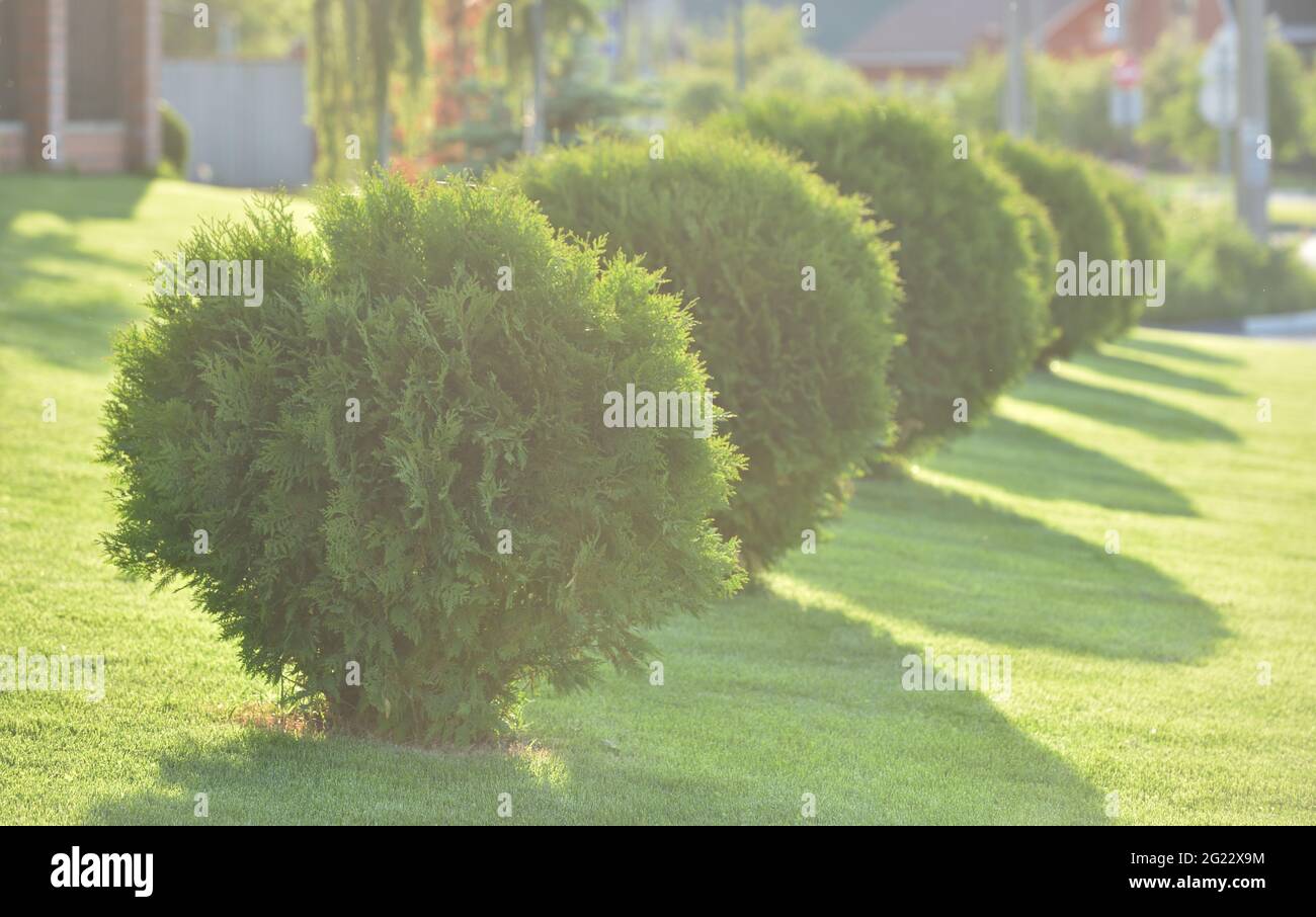TUI rifilata a forma di palla, topiario da giardino Foto Stock