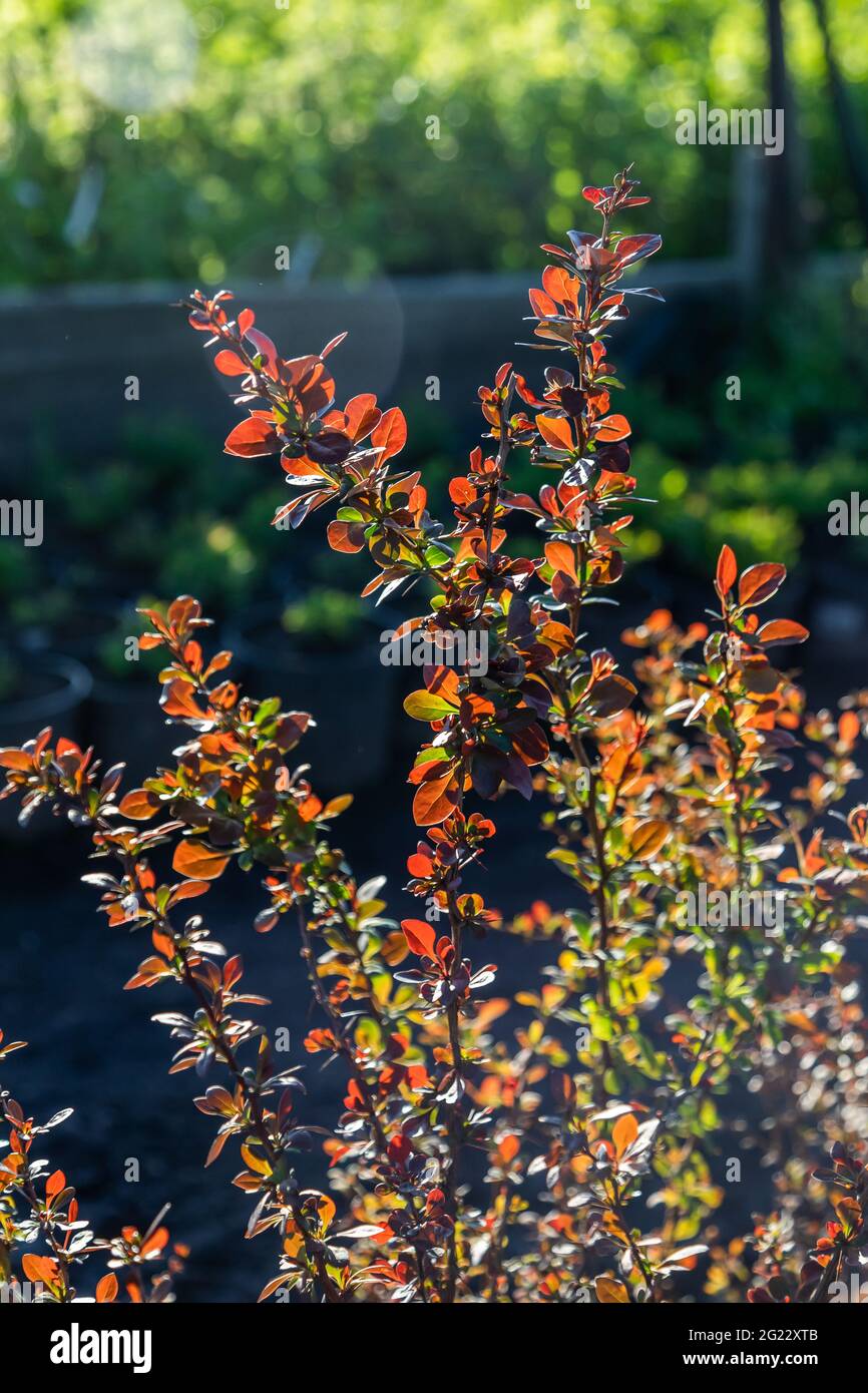 pianta da giardino con foglie rosse e verdi illuminate Foto Stock