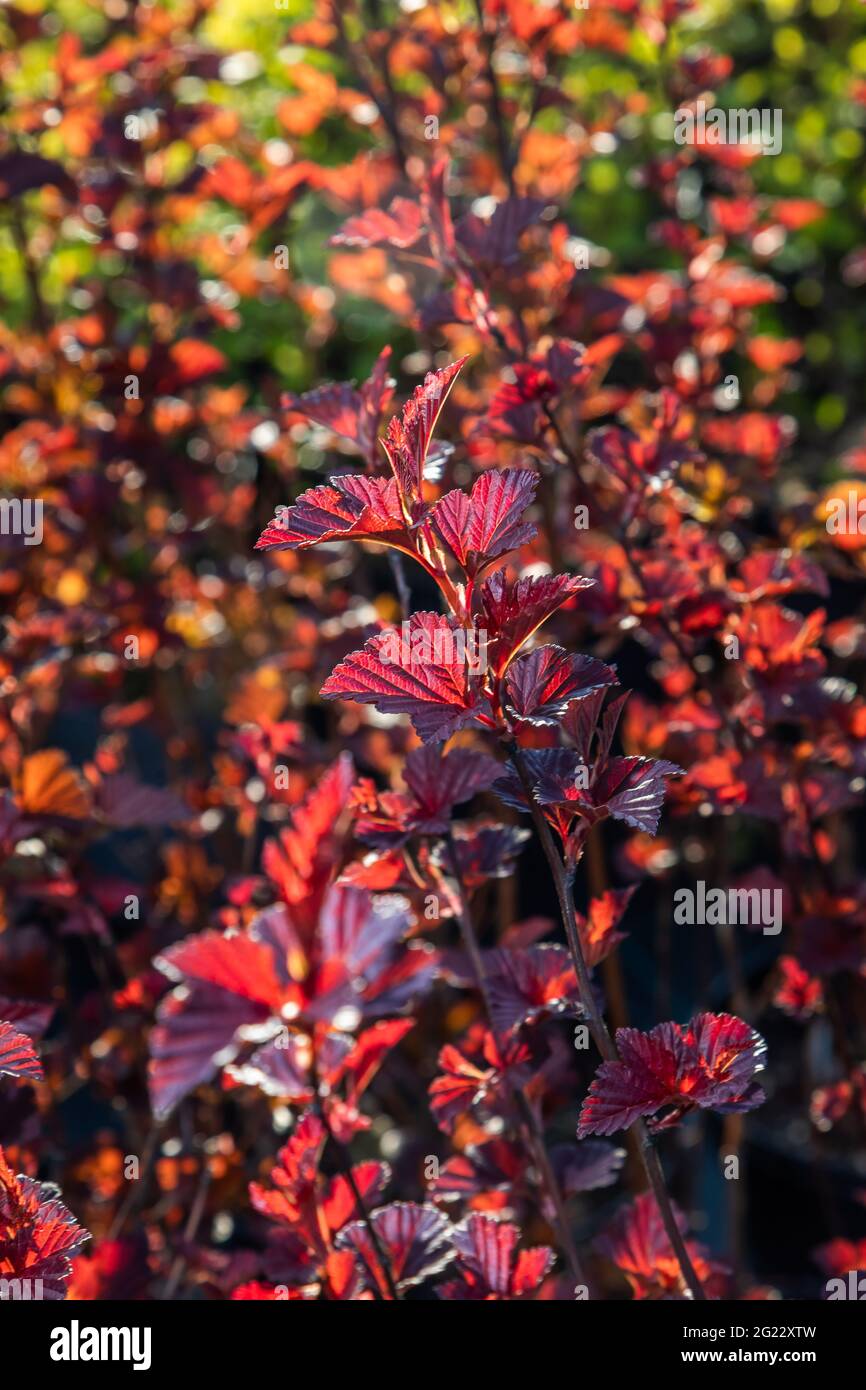 pianta da giardino con foglie rosse e verdi illuminate Foto Stock
