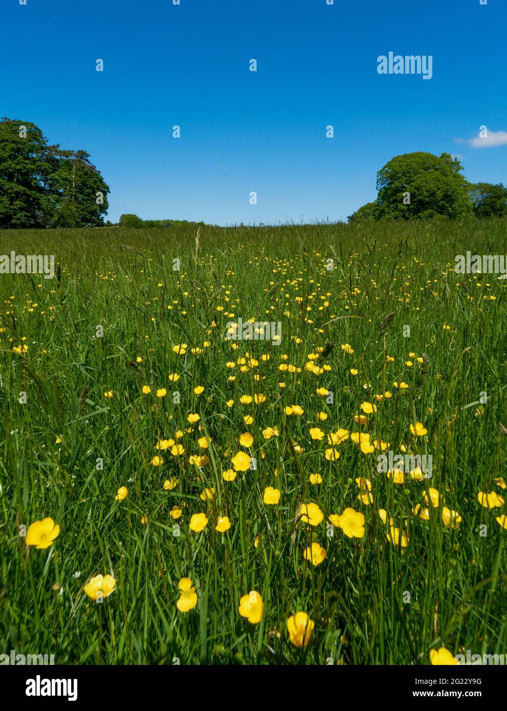 Buttercups in un campo tra Wheathampstead e Ayot St Lawrence, Hertfordshire Foto Stock