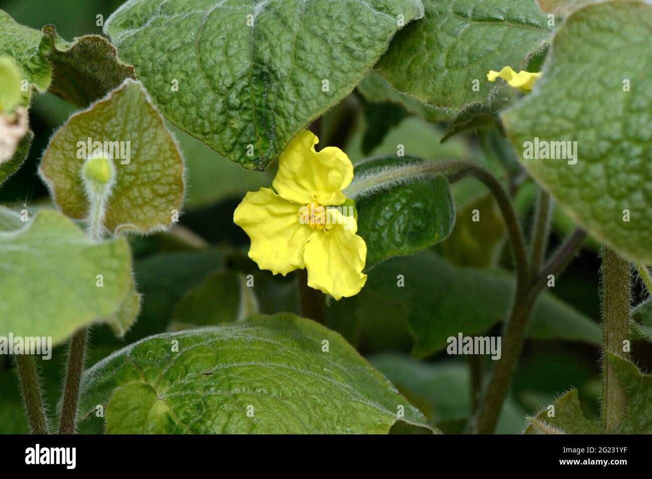 Yellow tre petalled fiore di Saruma henryi o zenzero selvatico verticale Foto Stock