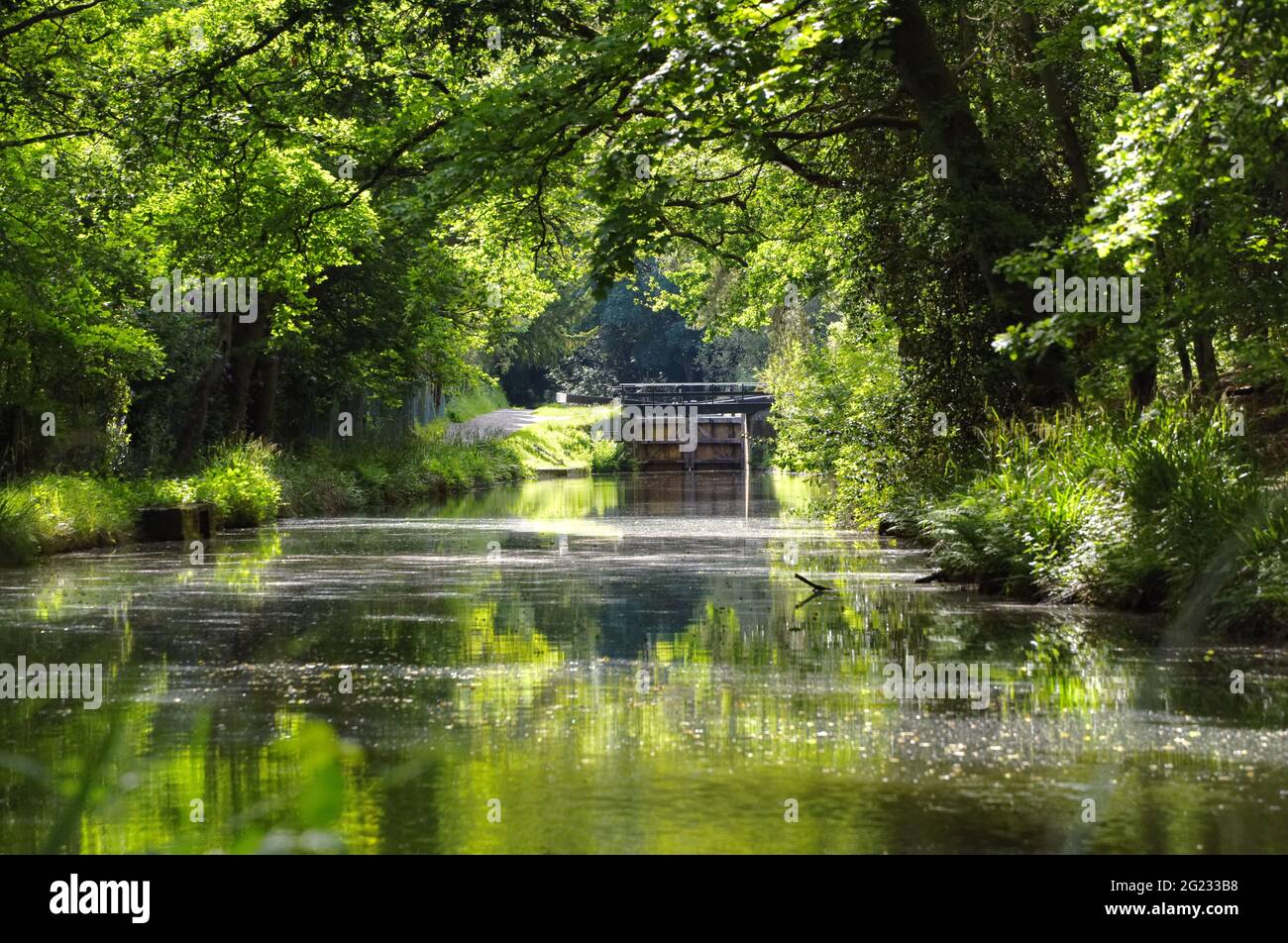Sfumature di verde lungo il canale di Basingstoke Beautionful vicino Deepcut in Surrey Foto Stock