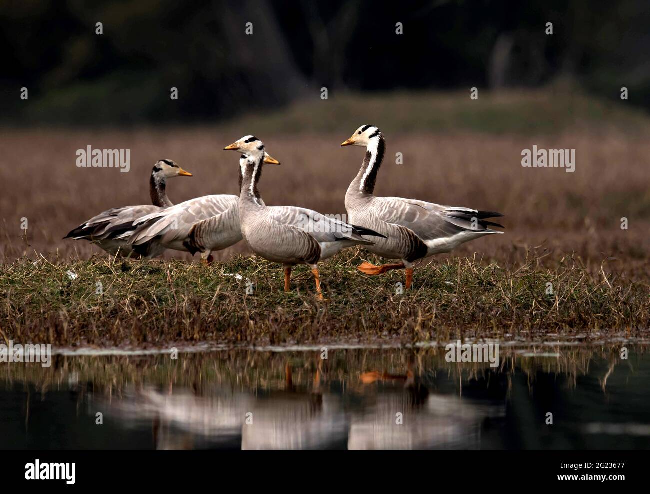 Keoladeo National Park, Bharatpur, Rajasthan, India. Flock of Bar Headed Goose, Anser indicus Foto Stock