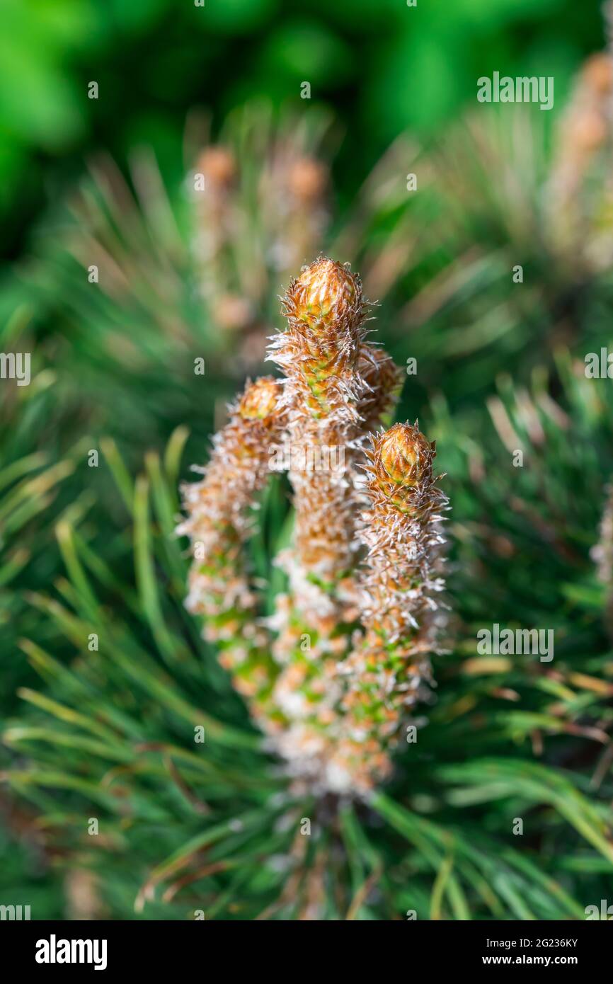 Giovani germogli di una pianta chiamata pino di montagna Foto Stock