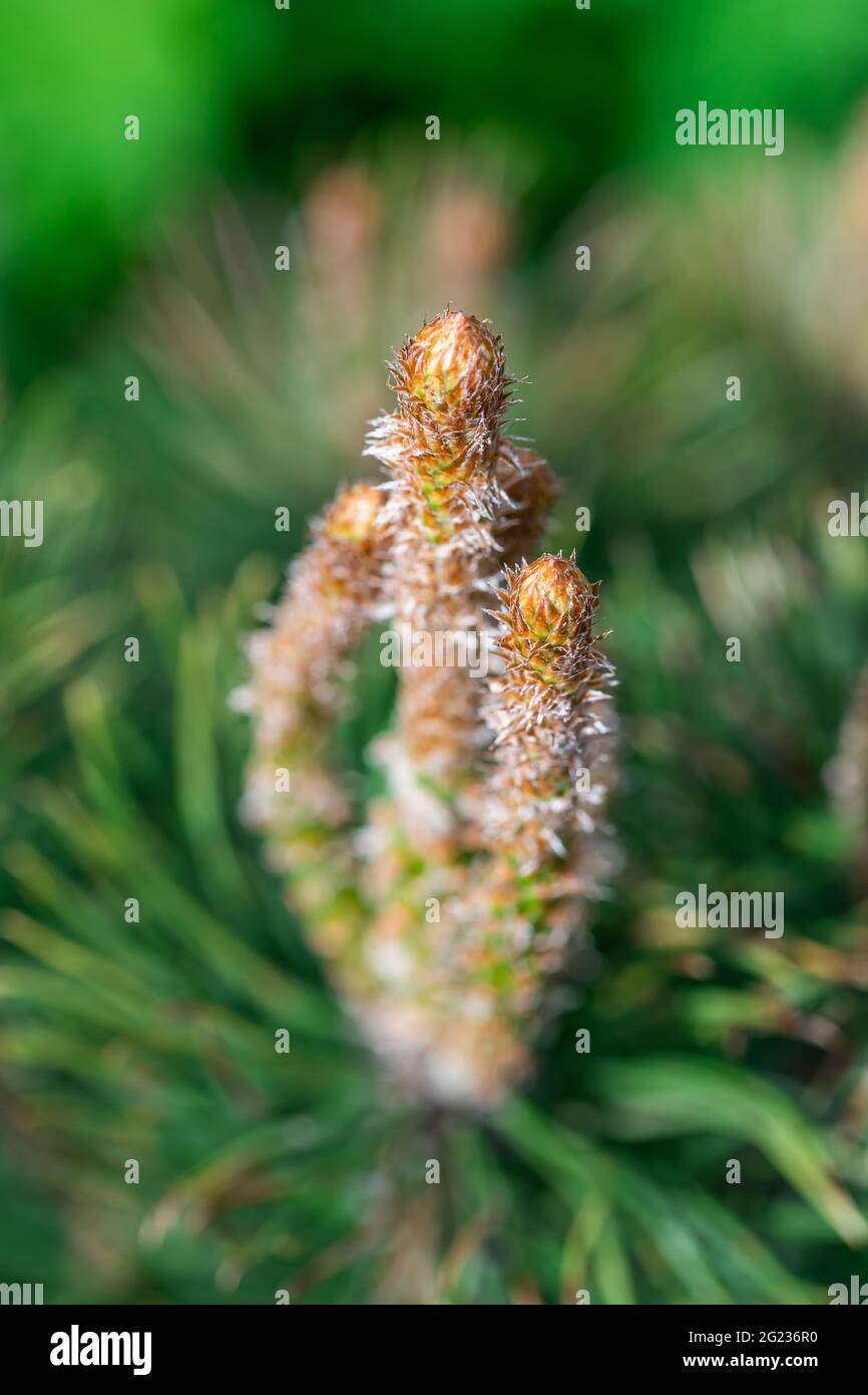 Giovani germogli di una pianta chiamata pino di montagna Foto Stock